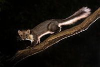 Steenmarter in tegenlicht