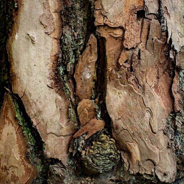 The beauty of the pine tree par Arc One