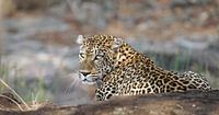 Leopard in Lauerstellung - Afrika wildlife