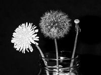 Leben schwarz und weiß