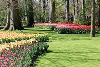 Die Farbenpracht des niederländischen Keukenhofs.