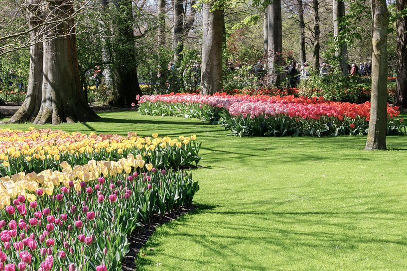 Die Farbenpracht des niederländischen Keukenhofs. von Wim van Gerven