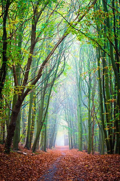 Chemin forestier en automne par Martin Wasilewski