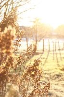 Flowers in the morning sun