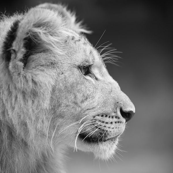Afrikaanse leeuwen jong in zwart wit van Patrick van Bakkum
