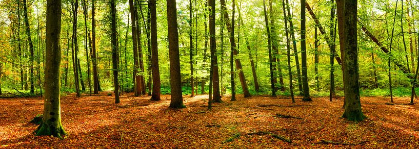 Herbstlicher Wald von Günter Albers