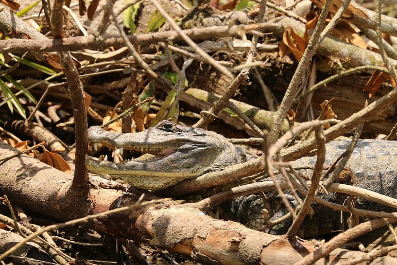 Cayman Cano Negro Costa Rica by Ralph van Leuveren