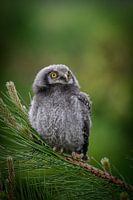Young sparrow owl in pine tree