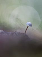 Reflection of a mushroom