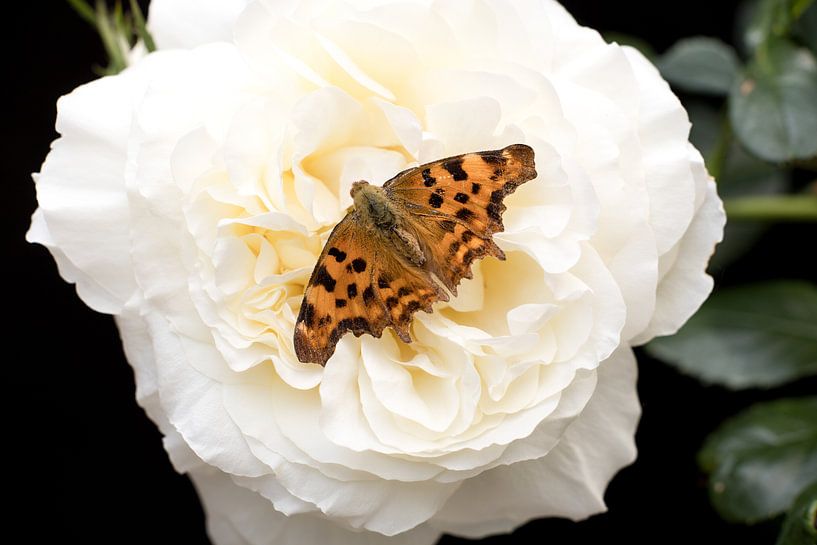 une mésange aurelia sur une rose blanche par W J Kok