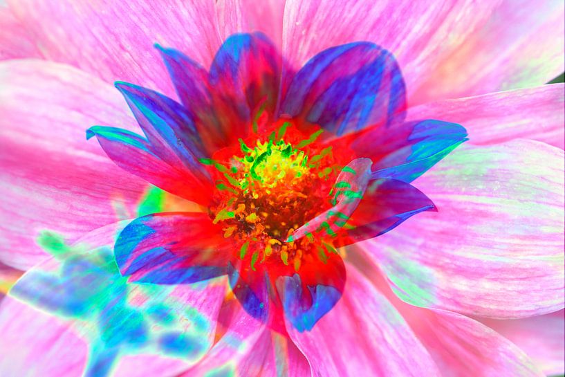Colourful, flowering dahlia, abstract, flower by Torsten Krüger