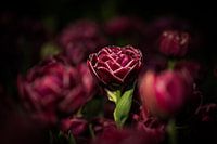Donkere Tulp