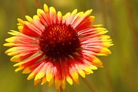 Bright red, orange and yellow flower