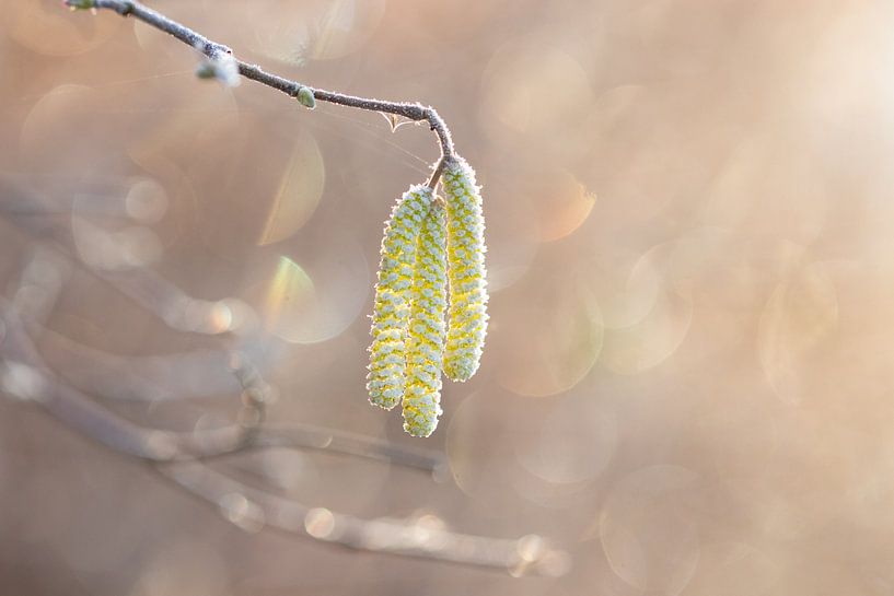 Katjes met bokeh van Lindy Hageman