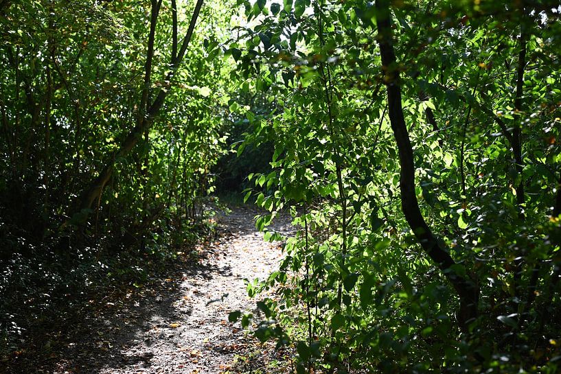 Photo d'arbres et de feuilles ensoleillés dans la forêt de Haarlemmermeer (Hoofddorp). par JGL Market