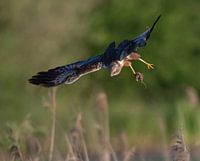 De jager keert terug