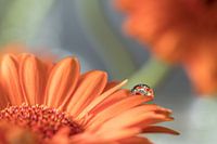 Gerbera orange avec goutte d'eau