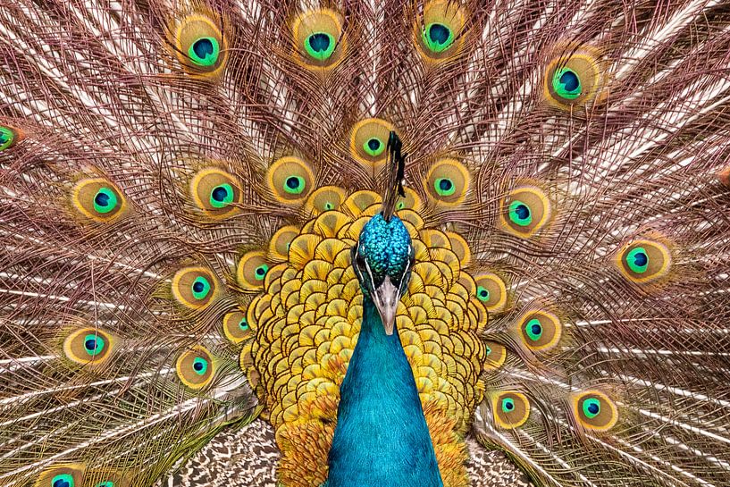 Pauw par Arie Jan van Termeij