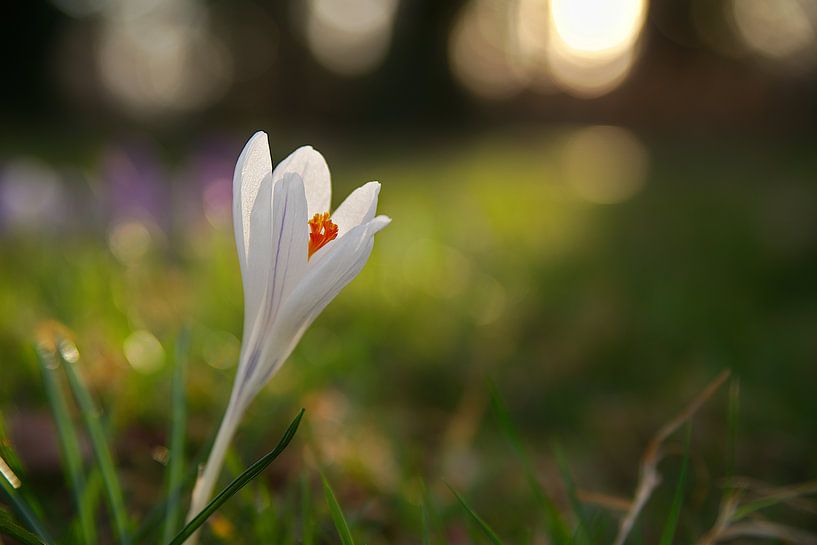 weißer Krokus von Steffi Hommel