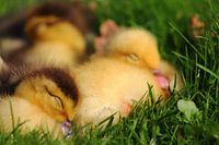 sleeping duck