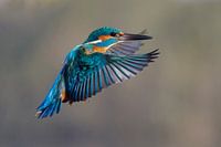 Kingfisher en vol