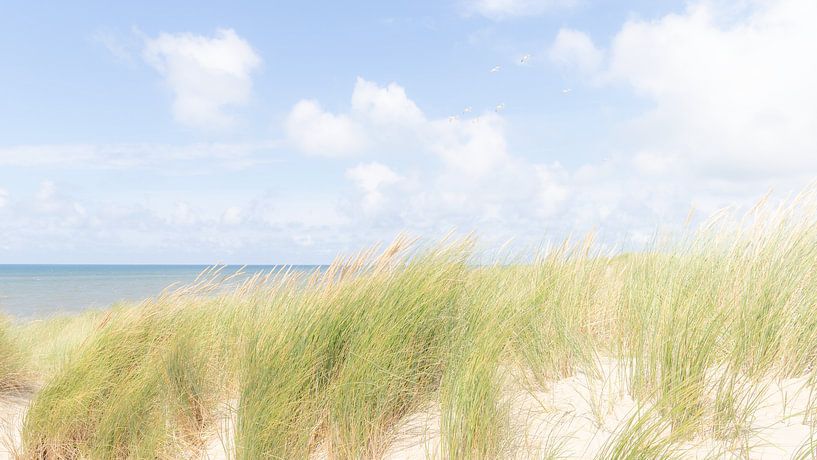 Casque en herbe dans le vent près de Petten photo sereine en high key dans les dunes de la mer du Nord par Captured Created by Cathleen