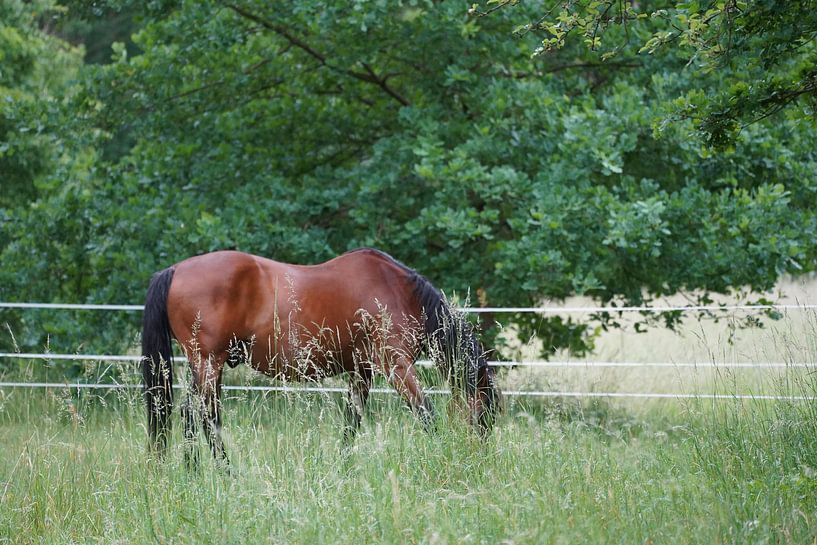 Trakehner Feldmeyer au pâturage par Babetts Bildergalerie