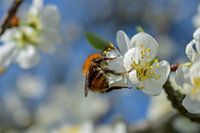 Bijtje bezig met bloesem