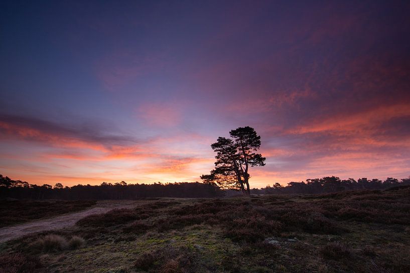 Sunrise Heidestein Driebergen Zeist by Peter Haastrecht, van