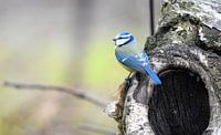 Blue tit in Heeze