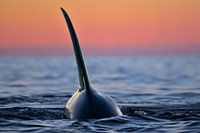 Orcas and Norway; the perfect combination