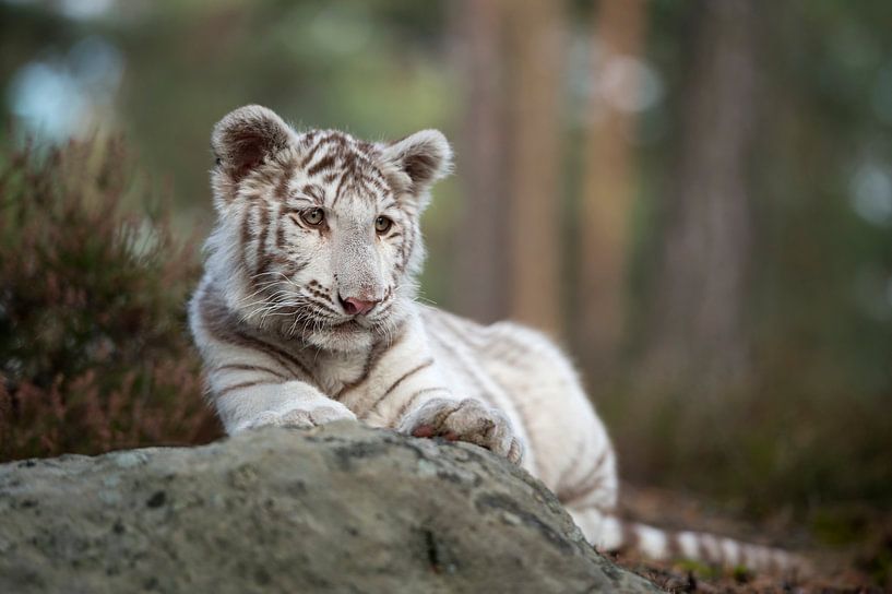 Bengal Tiger ( Panthera tigris ), young cub, white leucistic morph, lying on rocks, resting, watchin by wunderbare Erde
