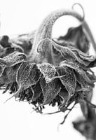 Graceful sunflower, close-up, black and white photo