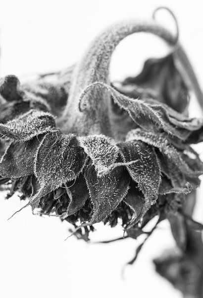 Graceful sunflower, close-up, black and white photo by Iris Koopmans
