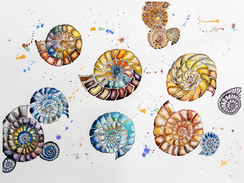 Ammonites - Watercolour by Brigitte van Krimpen