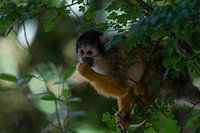Singe écureuil dans l'enclos des singes