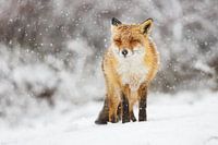 renard dans la neige