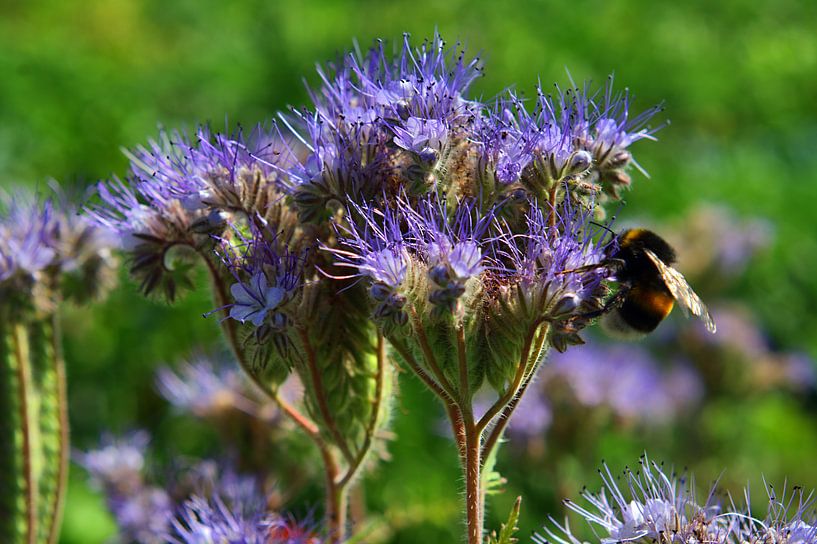 Nah 5 von Edgar Schermaul