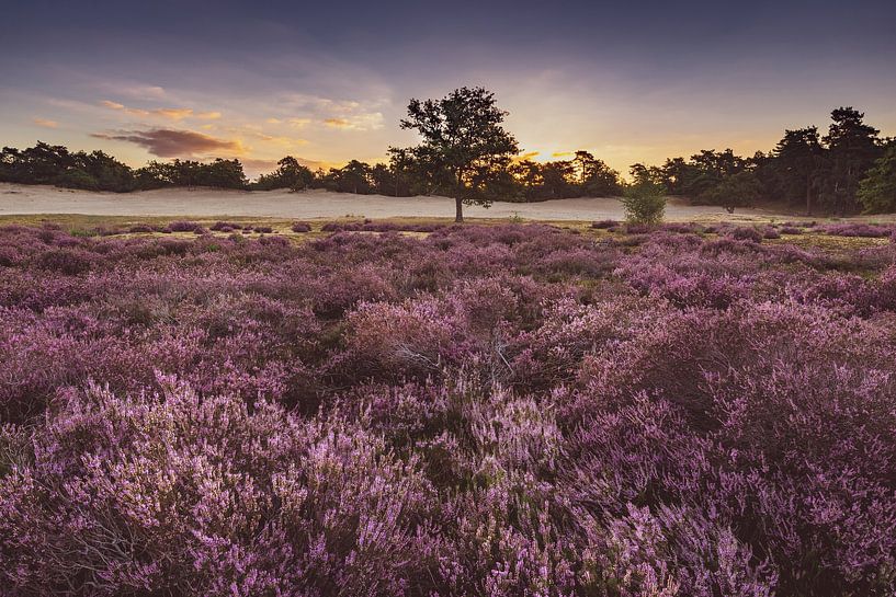 Sunrise Loonse und Drunense Dunes von Ronne Vinkx