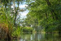 Sommer auf der Wieden.