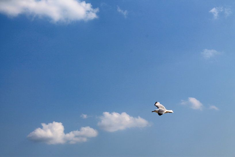 Mouette dans le ciel bleu par Yria Meijer