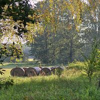 Brandenburg bei Oderin