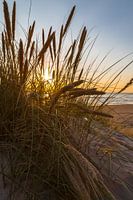Dune grass