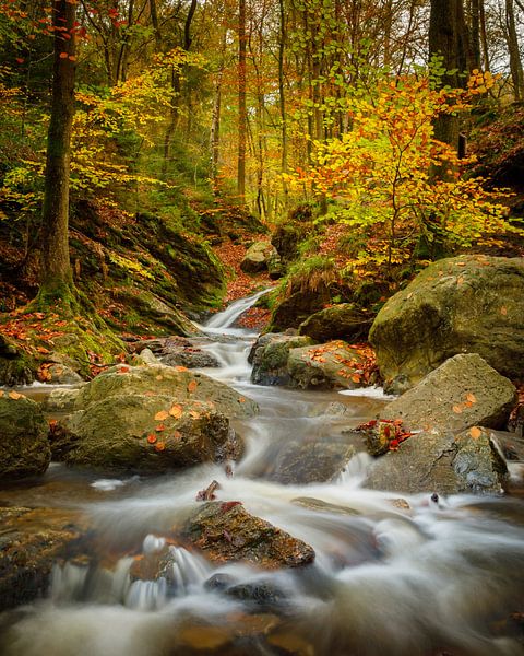 Autumn in the Belgian Ardennes by Nando Harmsen