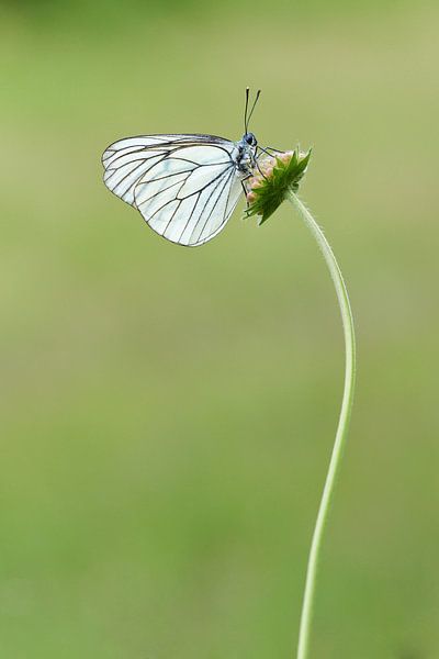 Größere weiße Äderung von Francois Debets