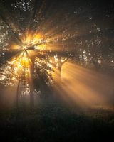 Das Flüstern des Lichts