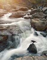 Le corbeau et la chute d'eau