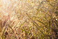 PANICUM VIRGATUM in der Morgensonne Sommergefühl