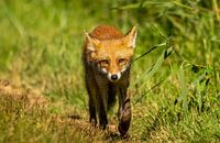 Curieux jeune renard 2