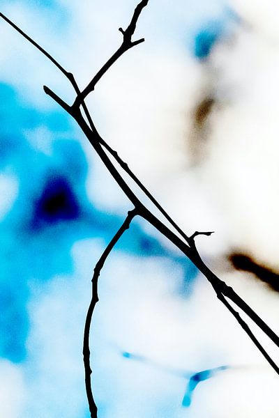 Zauber Zweig von FRESH Fine Art